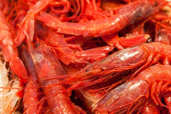 gamba roja de denia